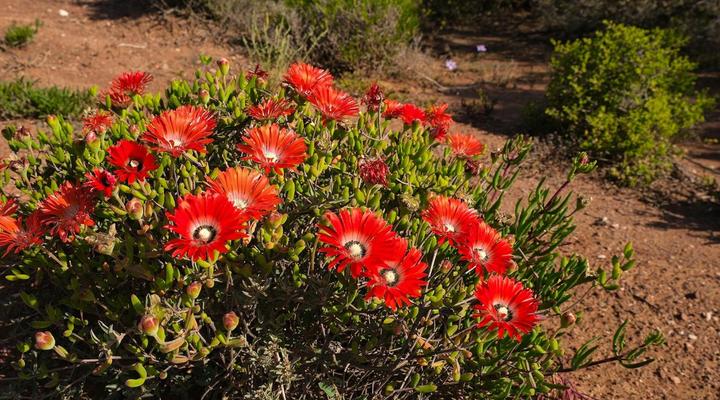 Ida Olive Shepherd's Cottage