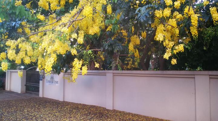 Tree Aloe Guesthouse