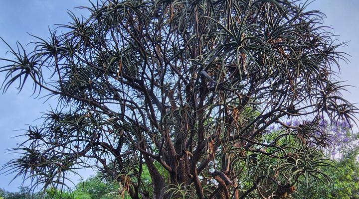 Tree Aloe Guesthouse