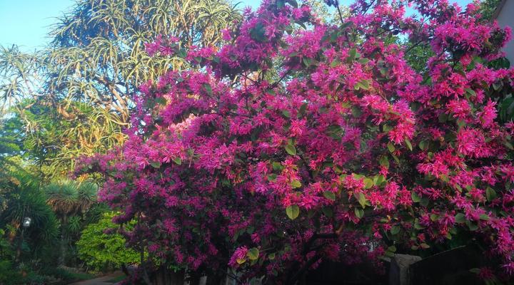 Tree Aloe Guesthouse