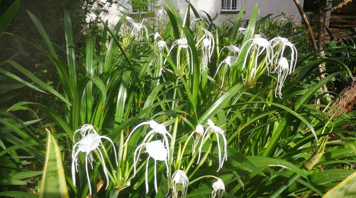 Tree Aloe Guesthouse
