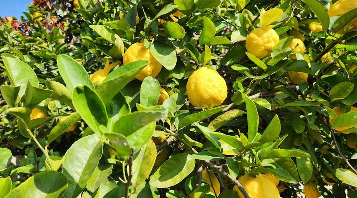 Tree Aloe Guesthouse