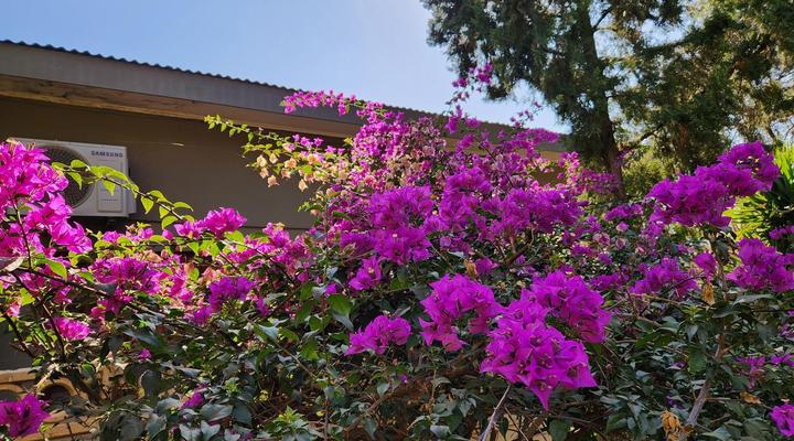 Tree Aloe Guesthouse