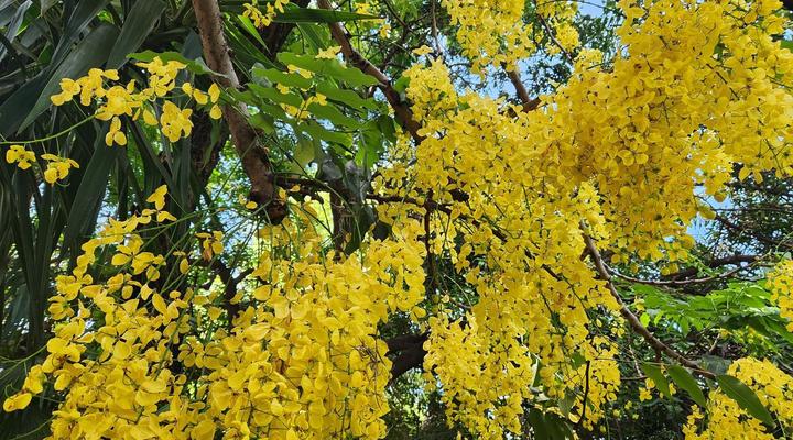 Tree Aloe Guesthouse