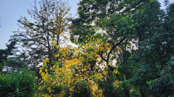 Tree Aloe Guesthouse