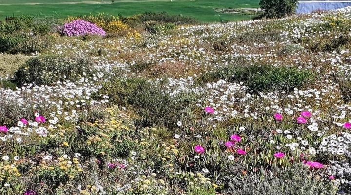 The Lazy Daisies Lofts