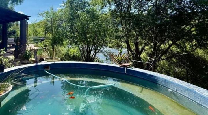 Vaal Hackle @ Oudewerf