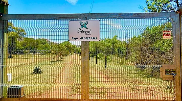 Vaal Hackle @ Oudewerf