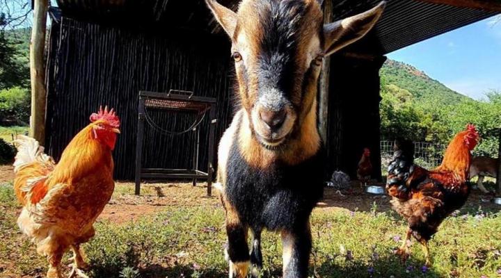 Vaal Hackle @ Oudewerf