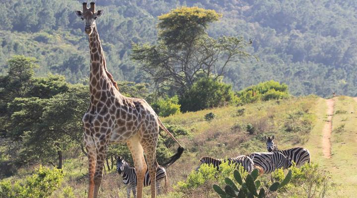 Simbonga Game Reserve & Sanctuary