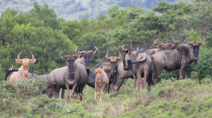 Simbonga Game Reserve & Sanctuary