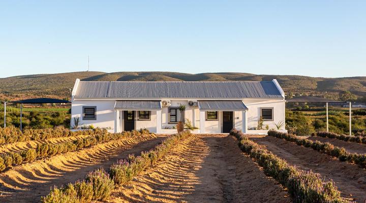 Karoo Lavender
