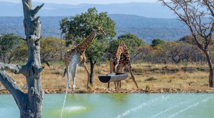 Shekinah Lion and Game Lodge