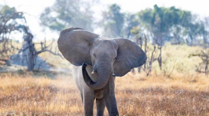 Okavango Hidden Gems - Amber River Camp
