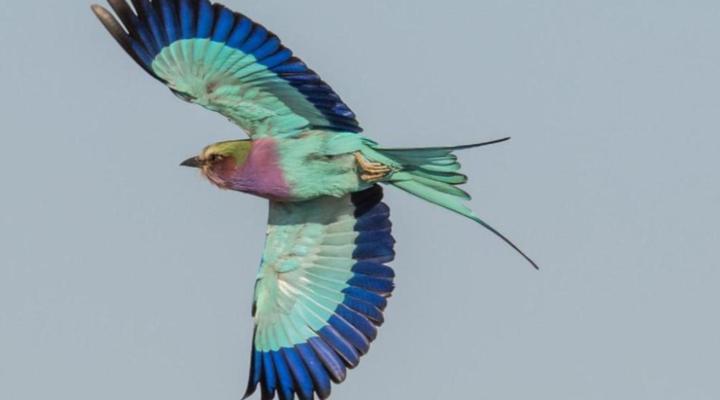 Okavango Hidden Gems - Amber River Camp
