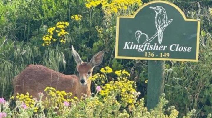 Penguins at Sea Self-catering Accommodation