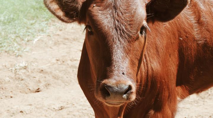 Wild Olive Sanctuary Accommodation