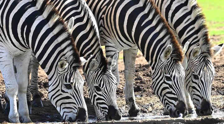 Wild Olive Sanctuary Accommodation