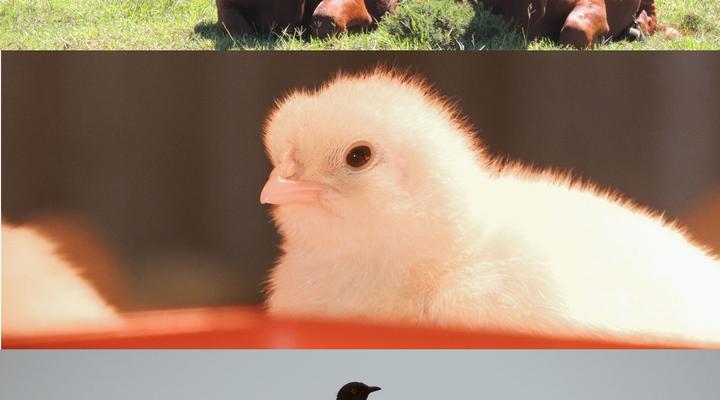 Wild Olive Sanctuary Accommodation