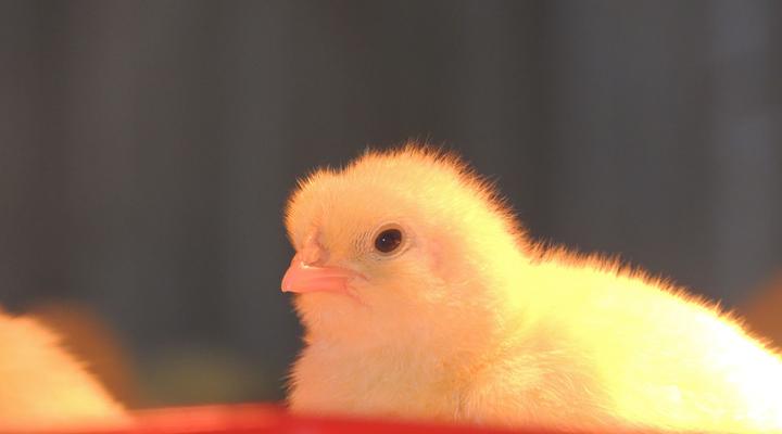 Wild Olive Sanctuary Accommodation