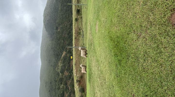 Wild Olive Sanctuary Accommodation