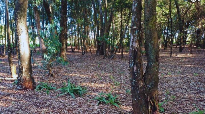 Woodland Gardens Pet Friendly Self Catering