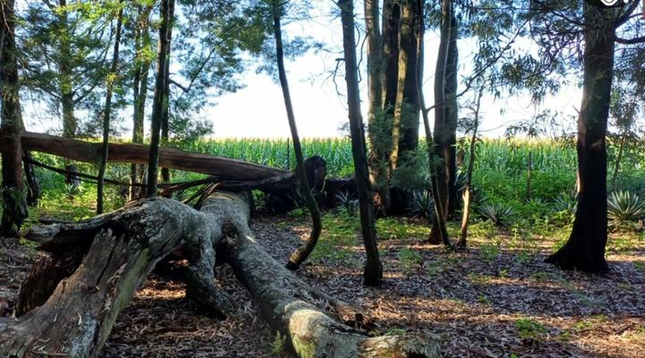 Woodland Gardens Pet Friendly Self Catering