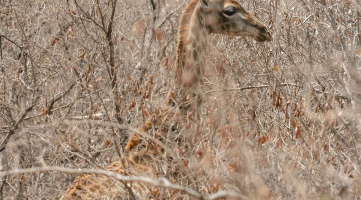 Buccara Waterberg - Molapo