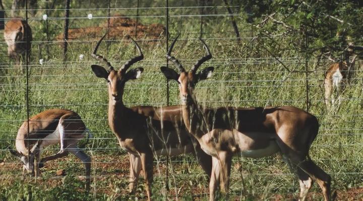 KwaThabisile Bush Retreat