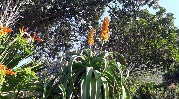 Bluebottle Guest House