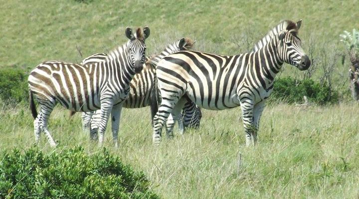 Inkwenkwezi Private Game Reserve