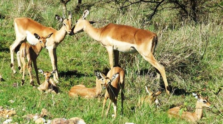 Inkwenkwezi Private Game Reserve