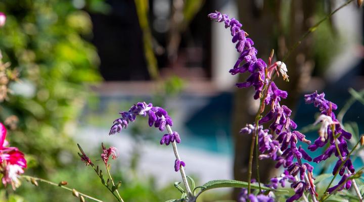 Sir Roy's Guest House