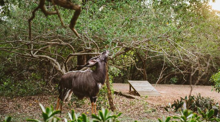 Hluhluwe River Lodge