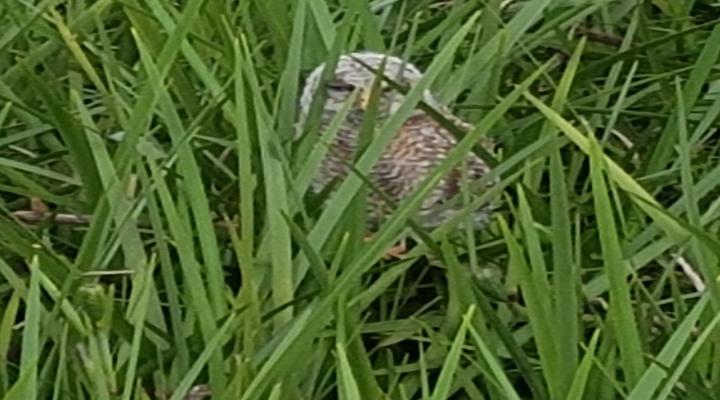 Sherwood's Country House