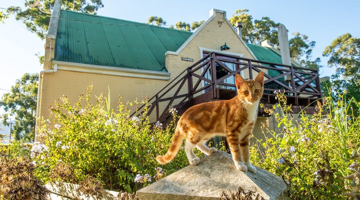 Linquenda Guest Farm