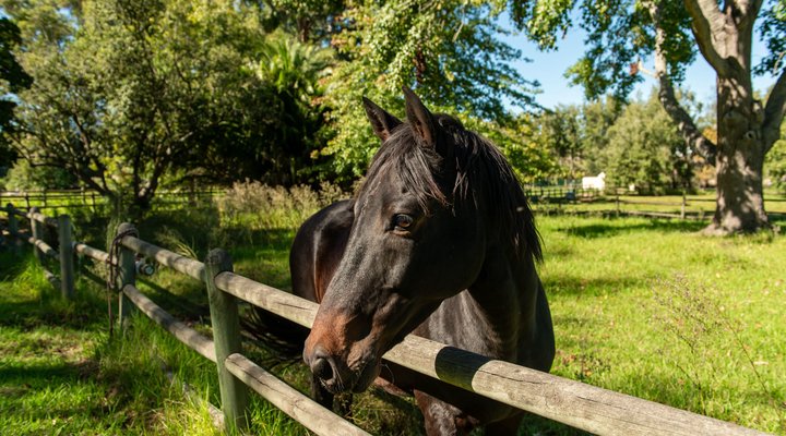 Linquenda Guest Farm