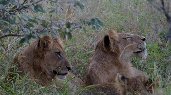 Masodini Private Game Lodge