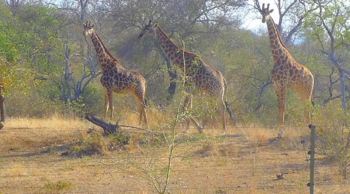 Masodini Private Game Lodge