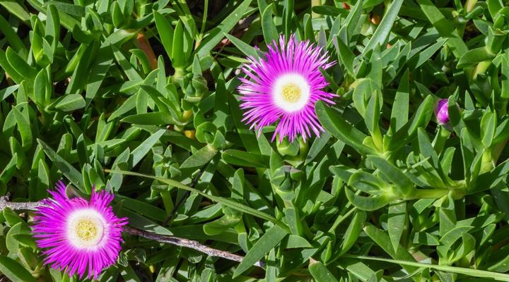 Four Palms Accommodation