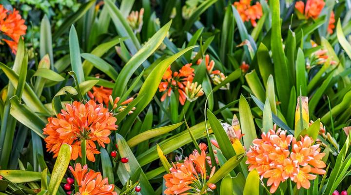 Four Palms Accommodation