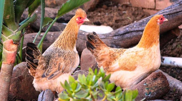 New Haven Guesthouse