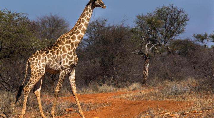 Palala Boutique Game Lodge and Spa