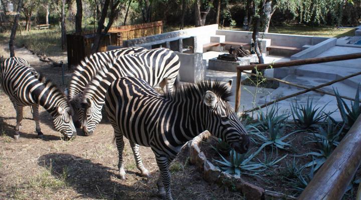 Dream of Africa Bush Lodge
