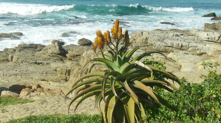 Dieu Donnee River Lodge