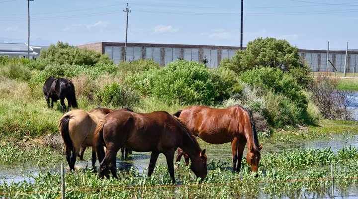 Breede 201