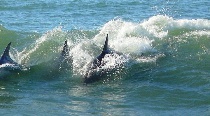 FunkyTown : Jeffreys Bay