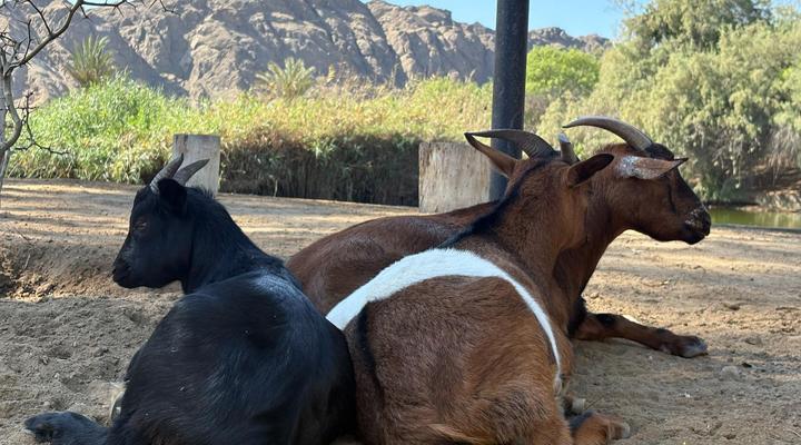 Goanikontes Oasis Rest Camp