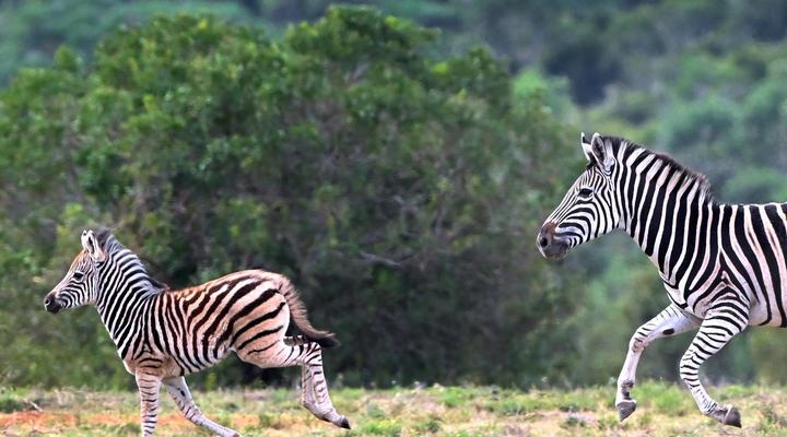 Wildemans Addo Bushveld Lodge