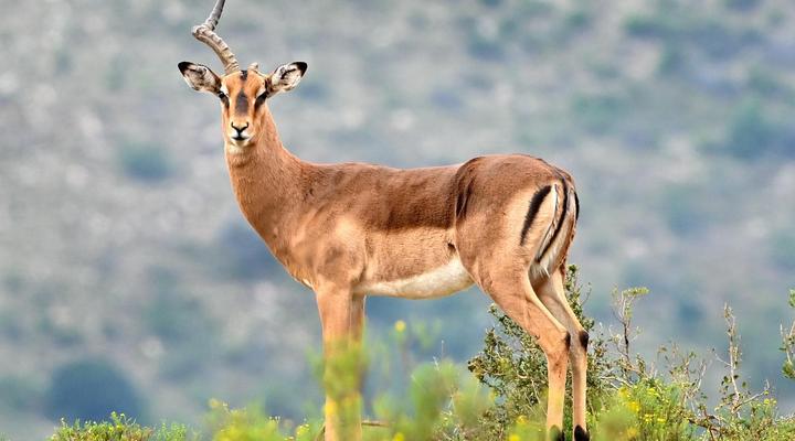 Wildemans Addo Bushveld Lodge